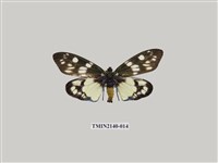 藏品(茶斑蛾)的圖片